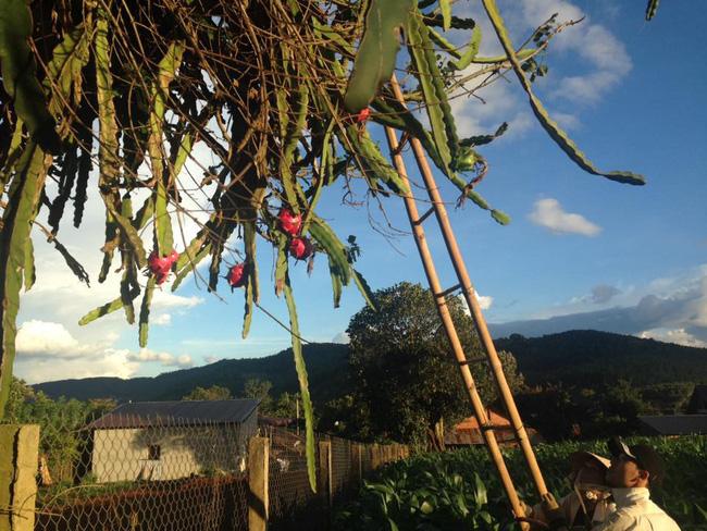 Những cây thanh long mọc nơi trắc trở, gia chủ chỉ bó tay nhìn-5