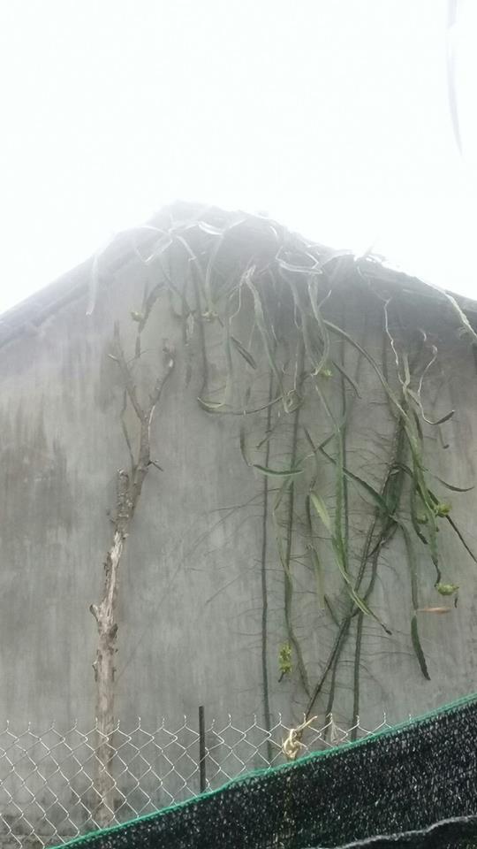 Những cây thanh long mọc nơi trắc trở, gia chủ chỉ bó tay nhìn-6