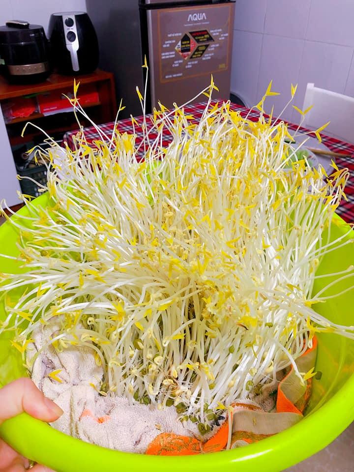 Giá đỗ ngang ngược mọc kiểu cuốn theo chiều gió nhìn mà thảng thốt-4