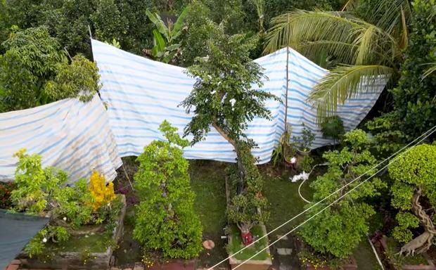 Ngắm cây vú sữa dáng rồng cổ quái, chồng hỏi ý vợ rồi hô 3 tỷ đồng-1