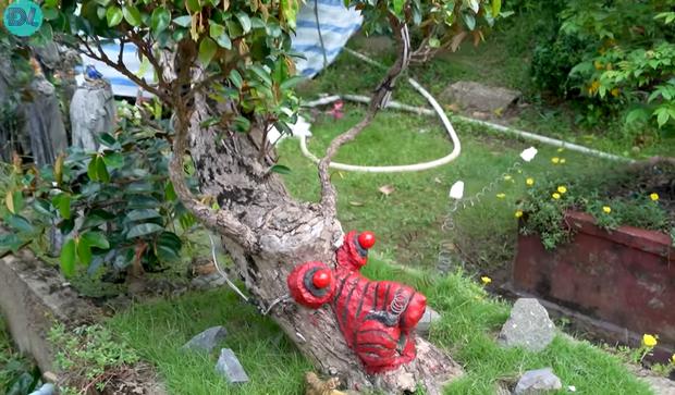 Ngắm cây vú sữa dáng rồng cổ quái, chồng hỏi ý vợ rồi hô 3 tỷ đồng-3