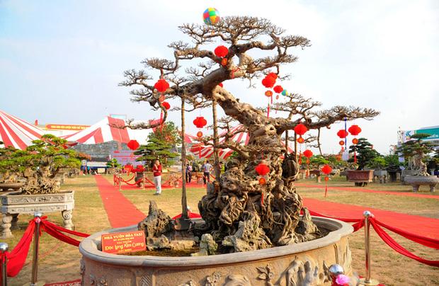 Ngắm cây vú sữa dáng rồng cổ quái, chồng hỏi ý vợ rồi hô 3 tỷ đồng-8