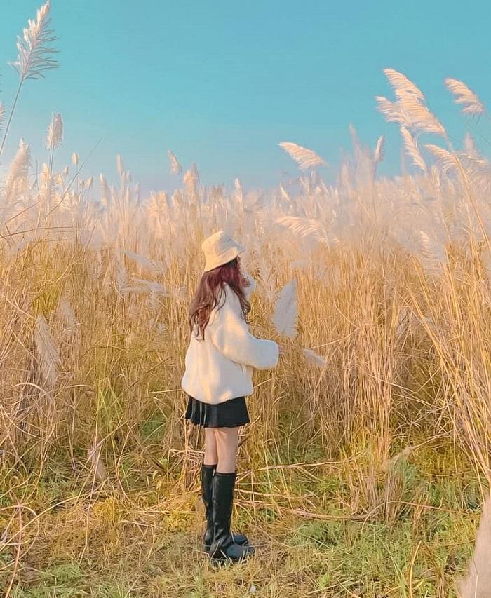 Bãi cỏ lau hot hit ở Hà Nội bị thiêu rụi, team mê ảnh ngơ ngác, gục ngã-4