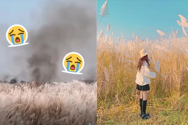 Hồ Gươm xuất hiện sinh vật không ngờ, hóa ra nhiều người từng gặp-2