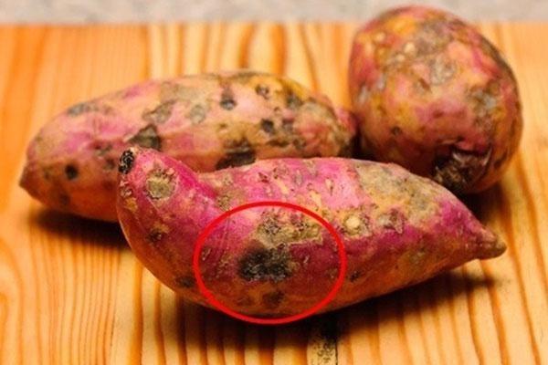 Mẹo cực hay hồi sinh rau héo thành rau tươi trong nửa nốt nhạc-5