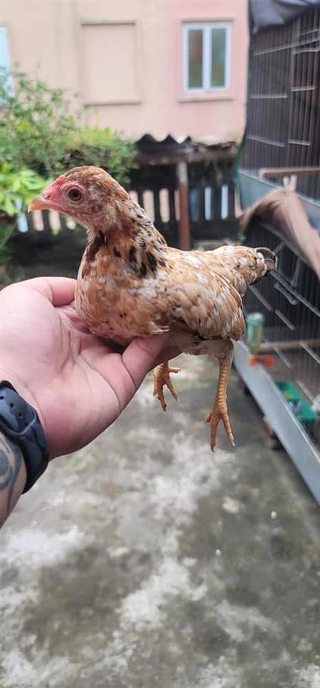 Chồng tần tảo nuôi gà tre lấy trứng, lúc gà đẻ nhìn cười ná thở-1