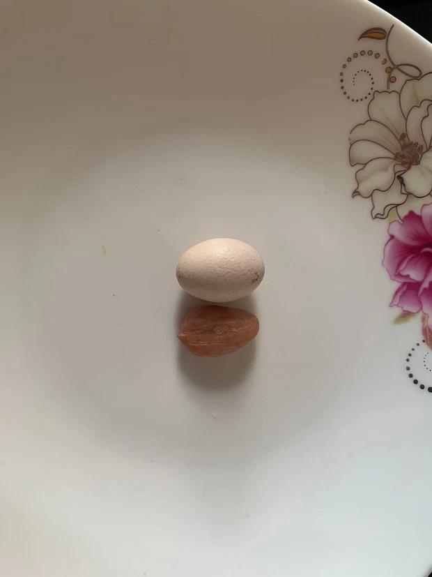 Chồng tần tảo nuôi gà tre lấy trứng, lúc gà đẻ nhìn cười ná thở-2