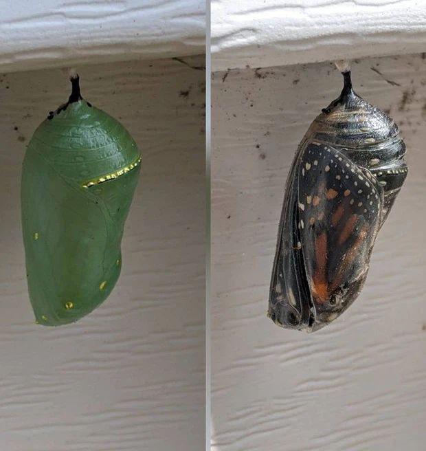 Khoảnh khắc kỳ diệu siêu hiếm gặp về thế giới quanh ta-1