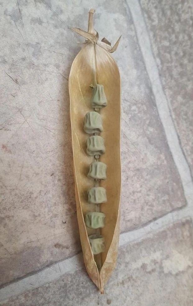 Khoảnh khắc kỳ diệu siêu hiếm gặp về thế giới quanh ta-8