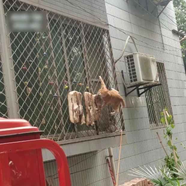 Làm thịt phơi nắng, cô nàng zoom vào thấy sinh vật lạ đang cựa quậy-2