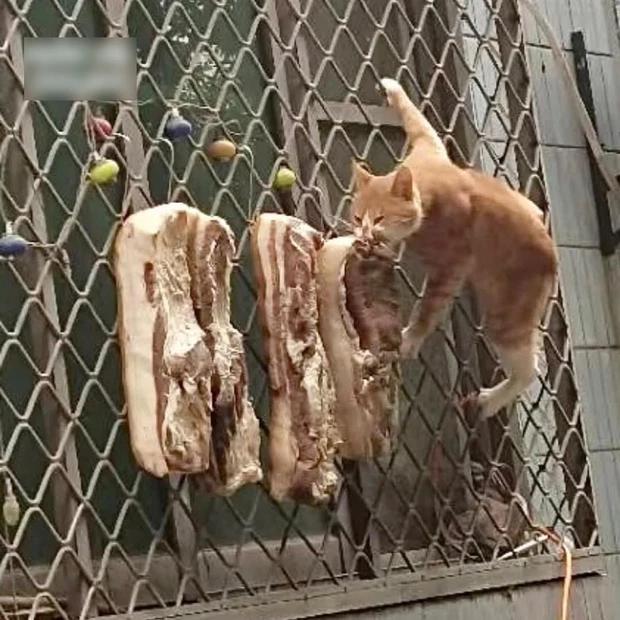 Làm thịt phơi nắng, cô nàng zoom vào thấy sinh vật lạ đang cựa quậy-3