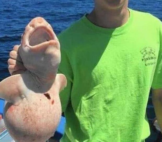 Bắt được sinh vật màu hồng kỳ lạ rồi vội thả đi sau khi biết lai lịch-1