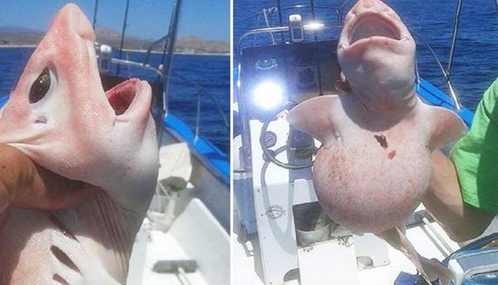 Bắt được sinh vật màu hồng kỳ lạ rồi vội thả đi sau khi biết lai lịch-2