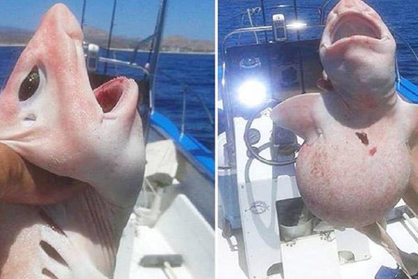 Đang câu cá, nhóm người bất ngờ kéo lên một tiểu long vương-2