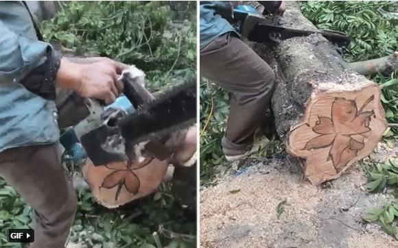 Người đàn ông đốn được cây sấu hình bông hoa, hiếm hơn lan đột biến-1