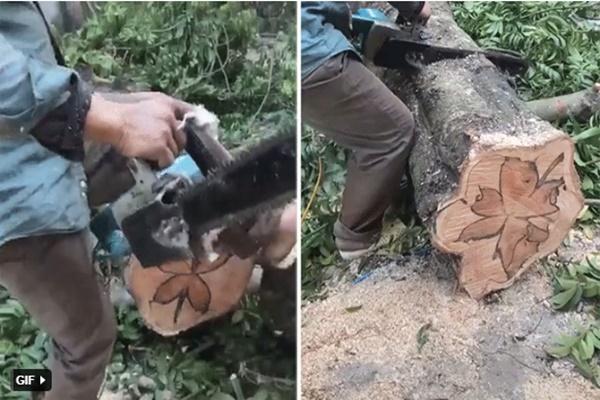 Cây Kơ-nia nhiều người chỉ biết qua lời bài hát hóa ra trông thế này!-4