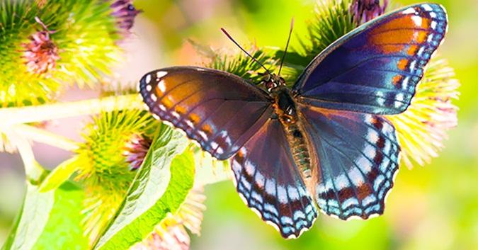 Sáng ra mở cửa thấy nhà có 4 dấu hiệu này là đại cát-1