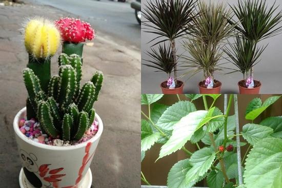 7 loại cây trồng trong nhà khiến gia đình sa sút