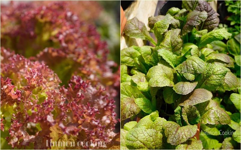 Vườn rau chống dịch chỉ 20m2 mà xanh mướt, không thiếu thứ gì-5