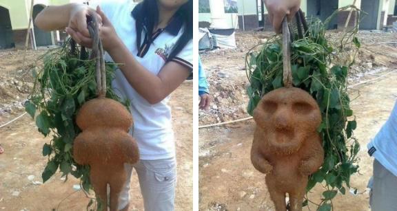 Củ khoai hình thù kỳ lạ, người dân hoảng hốt: Tuyệt đối đừng ăn-1