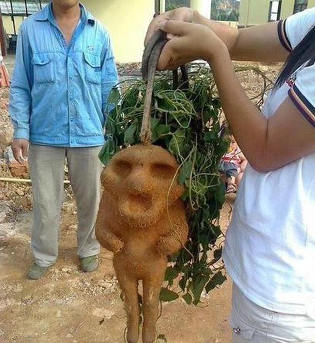 Củ khoai hình thù kỳ lạ, người dân hoảng hốt: Tuyệt đối đừng ăn-2