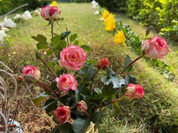 Người thân viếng mộ Trần Lập đúng dịp sinh nhật cố nhạc sĩ-2