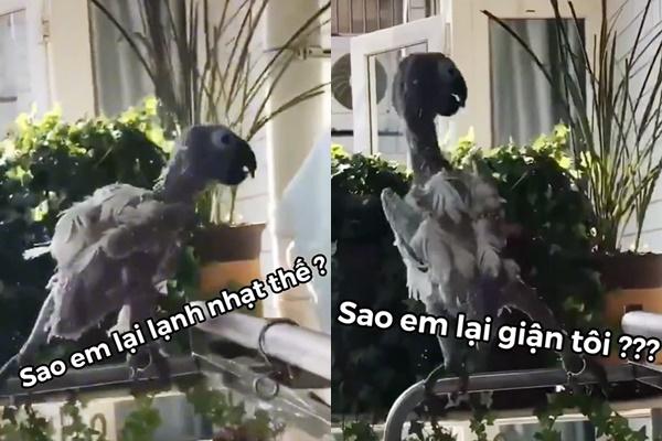 Chú chim trụi lông hát bài ca thất tình khiến dân mạng tái tê-1