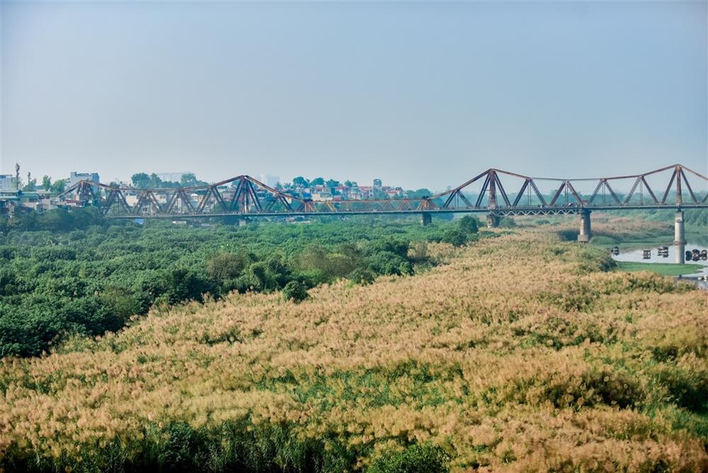 Check-in bãi cỏ lau thơ mộng ngay giữa trung tâm Hà Nội-1