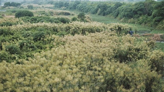 Check-in bãi cỏ lau thơ mộng ngay giữa trung tâm Hà Nội-2