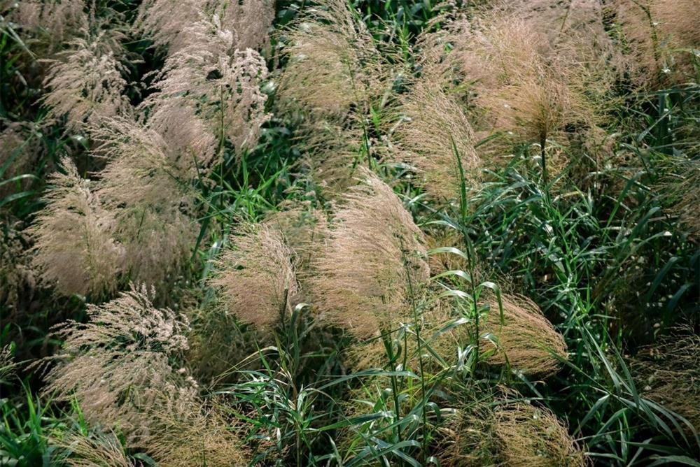 Check-in bãi cỏ lau thơ mộng ngay giữa trung tâm Hà Nội-3