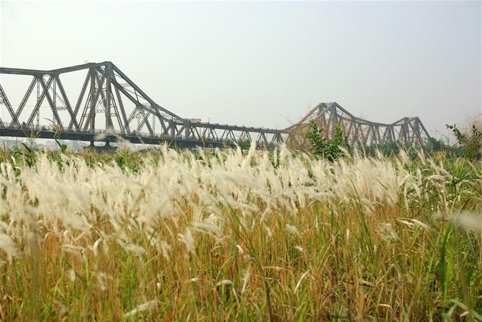 Check-in bãi cỏ lau thơ mộng ngay giữa trung tâm Hà Nội-4