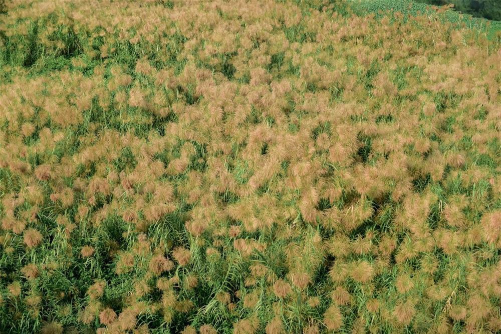 Check-in bãi cỏ lau thơ mộng ngay giữa trung tâm Hà Nội-5