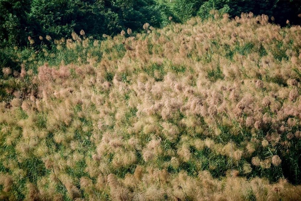 Check-in bãi cỏ lau thơ mộng ngay giữa trung tâm Hà Nội-6