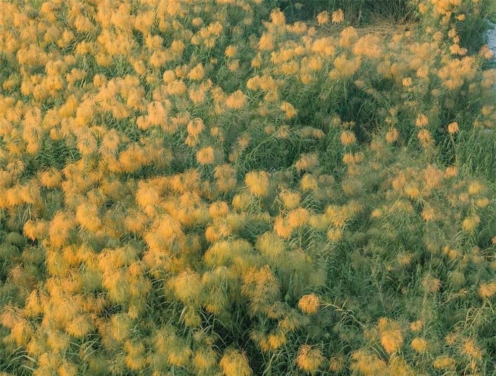 Check-in bãi cỏ lau thơ mộng ngay giữa trung tâm Hà Nội-7