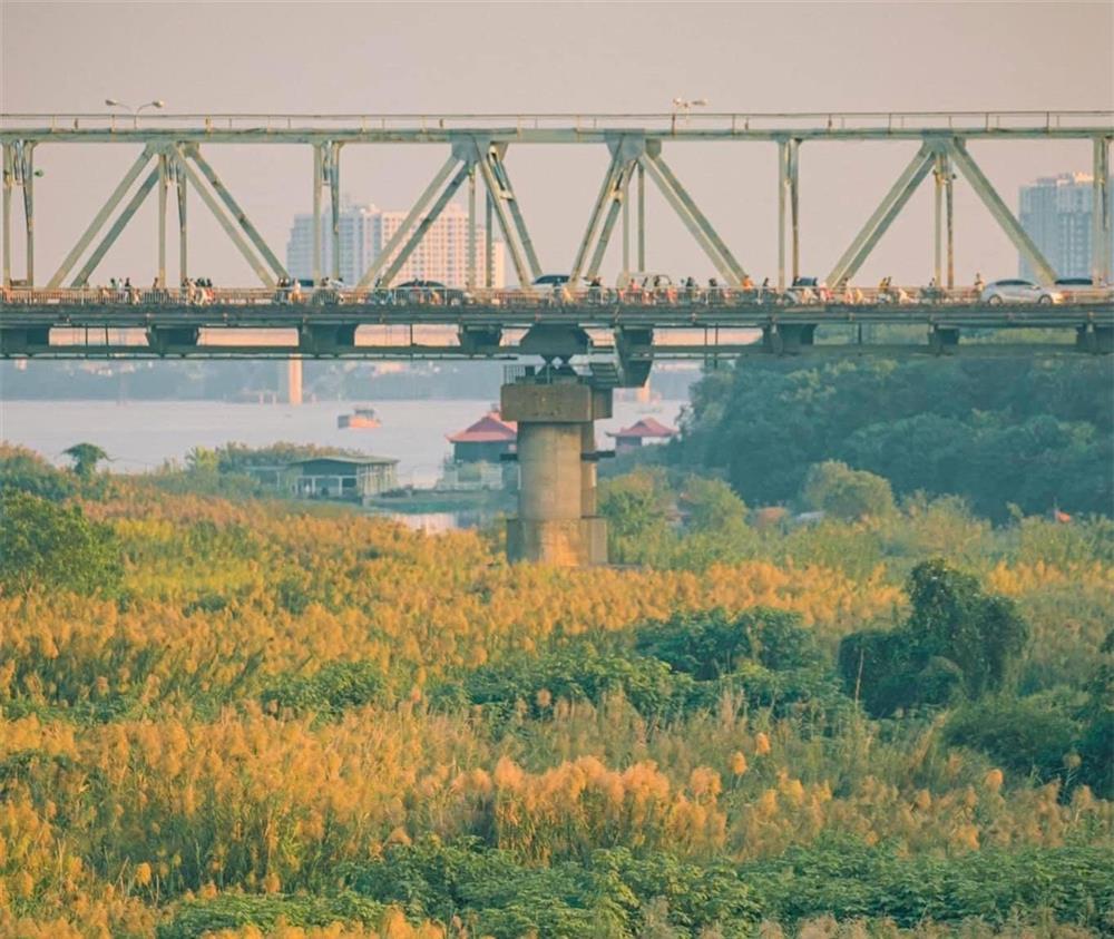 Check-in bãi cỏ lau thơ mộng ngay giữa trung tâm Hà Nội-8