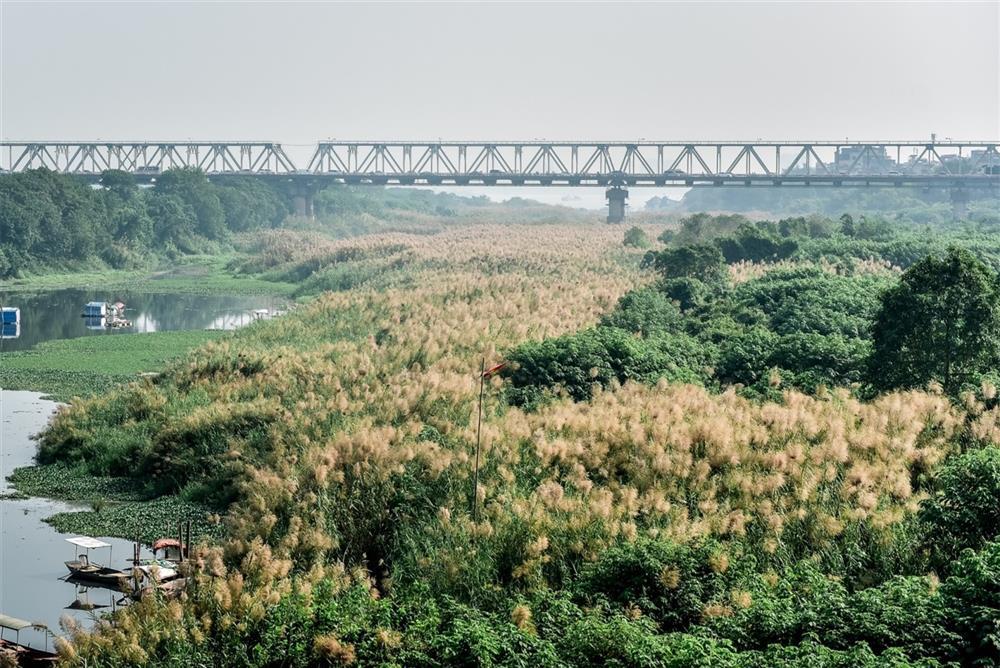 Check-in bãi cỏ lau thơ mộng ngay giữa trung tâm Hà Nội-10