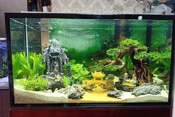 Nhà có bể cá chớ dại đặt 4 vị trí phong thủy xui rủi, tiền bạc tiêu tán-6