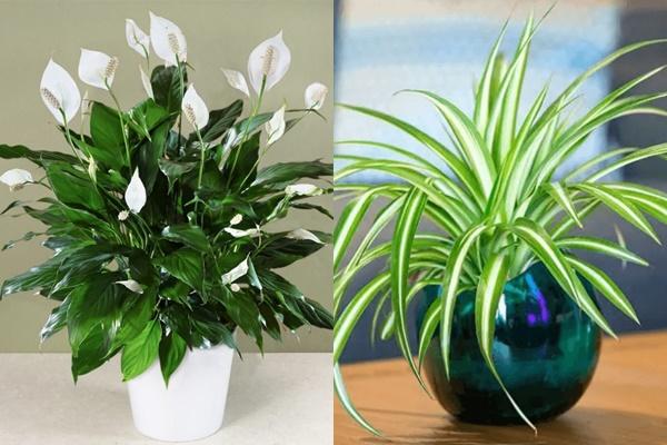 3 loại cây nhất định phải trồng trước cửa, tài lộc tỉ lệ thuận mùi hương-4