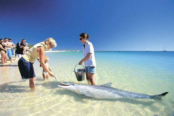 Vùng biển kì lạ ở Úc, cá heo bơi vào bờ chơi với du khách mỗi ngày-1