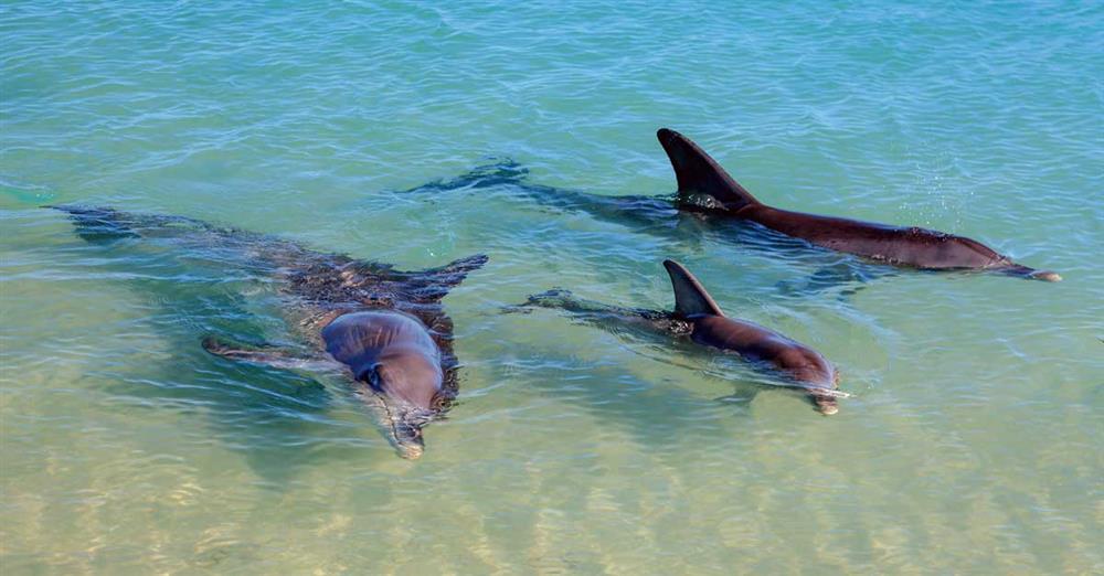 Vùng biển kì lạ ở Úc, cá heo bơi vào bờ chơi với du khách mỗi ngày-2