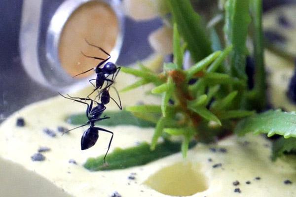 Thú chơi sát thủ bầu trời của giới trẻ Hà Nội-8