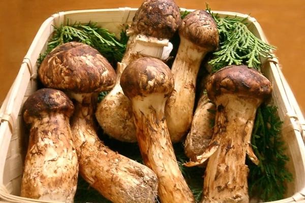 Cây kim tiền xuất hiện vật lạ, dân mạng hài hước hiến kế cách sử dụng-9