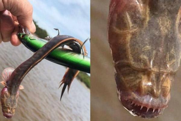 5 sai lầm khi rán cá khiến món ăn nát bét, còn mất sạch dinh dưỡng-3