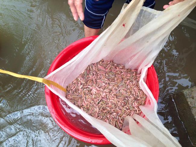 Đặc sản rồng đất thơm điếc mũi cả xóm, cả năm mới có một lần-1