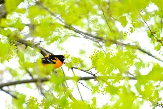 Giao thừa năm Nhâm Dần, những người được Thần Tài xông nhà