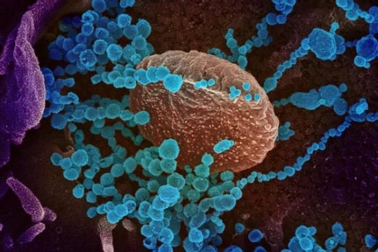 Omicron tự nhân bản trong đường hô hấp nhanh hơn Delta 70 lần