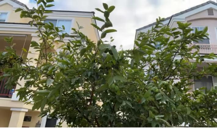 Hé lộ cơ ngơi của cố ca sĩ Phi Nhung tại Mỹ-3