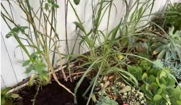 Hé lộ cơ ngơi của cố ca sĩ Phi Nhung tại Mỹ-6