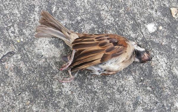 Trong nhà xuất hiện 4 đặc điểm: Đại họa sắp ập đến, gia chủ làm ăn ngày càng khốn khó-2