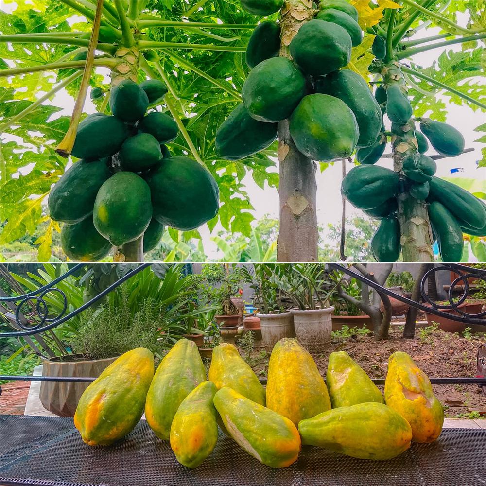 Mê mẩn khu vườn rau củ quả hái không kịp ngơi tay giữa thủ đô-6